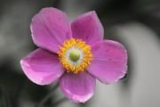Anemone |flower name