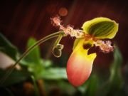 Lady’s slipper orchid | flower