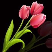 Tulip flower name