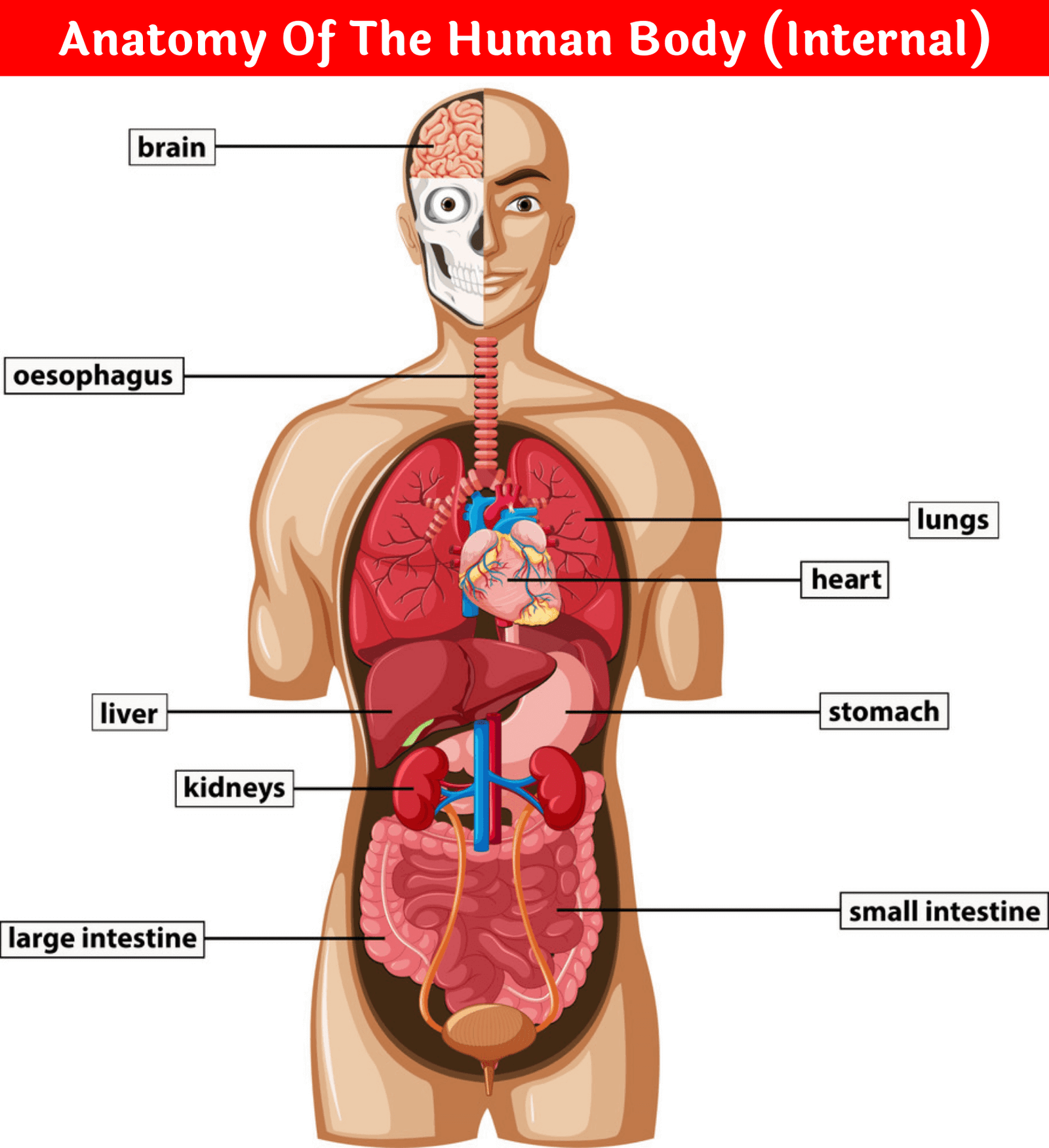 internal body parts diagram