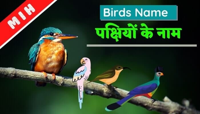 50+ Birds Name In Hindi-English (पक्षियों के नाम)