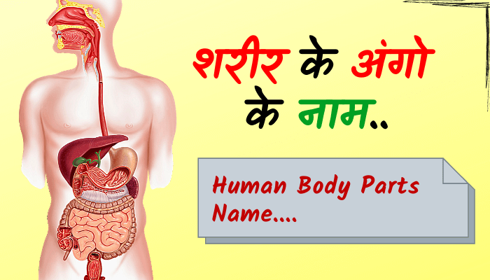 Body Part Name In Hindi English सर र क अ ग क न म