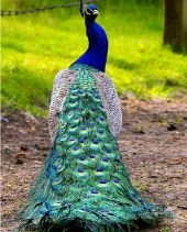 peacock | birds name