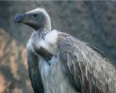 Vulture | bird name