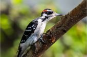 Woodpecker | bird name
