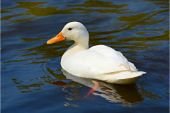 duck | bird's name