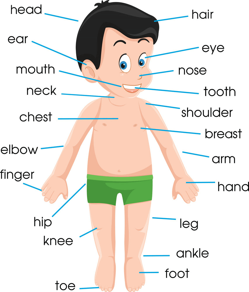 Body Part Name In Hindi English à¤¸à¤° à¤° à¤• à¤… à¤— à¤• à¤¨ à¤® Name Of Body Part