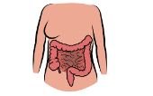 intestine in body
