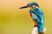 Kingfisher | bird