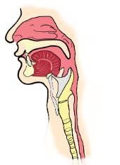 Larynx of human