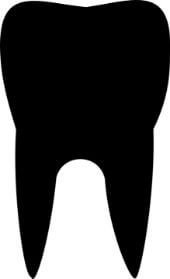 molar teeth