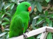 parrot | bird name