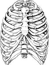 human rib