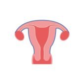 Uterus human body