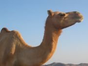 camel animal