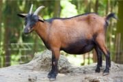 goat a domestic animal