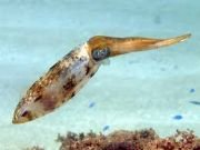 Squid animal