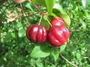 surinam cherry