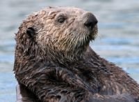 Otter jangli janwar in hindi