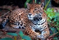 jaguar jangli janwar