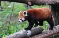red panda wild animal