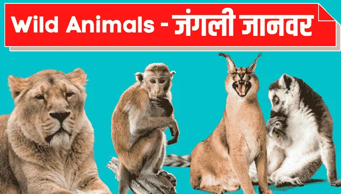 wild animals name in hindi english
