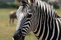 zebra jangli janwar
