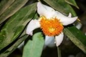 Cobra Saffron flower