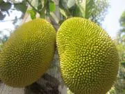 Jackfruit