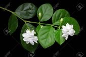 Jasminum sambac flower