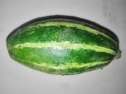 Pointed gourd