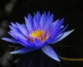 blue water lily flower