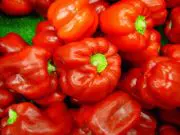 capsicum
