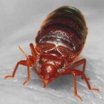 Bedbug insect