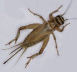 Cricket insect