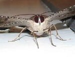 Moth insect