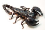 Scorpion insect