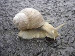 Snail insect