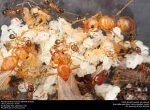 white ant insect