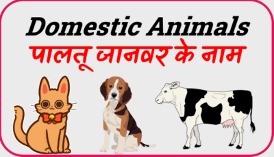 domestic animals name