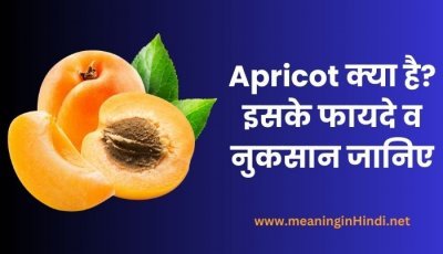 apricot in Hindi - what is apricot and its benefits